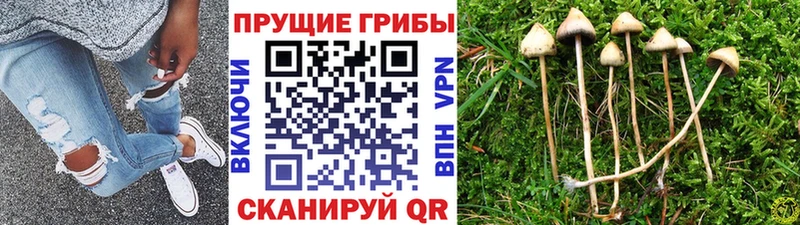 Галлюциногенные грибы Psilocybine cubensis  наркошоп  Йошкар-Ола 